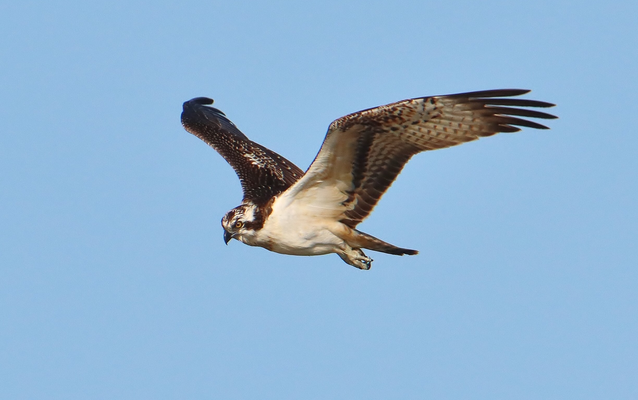   Fischadler (Foto: Edmund Abel)