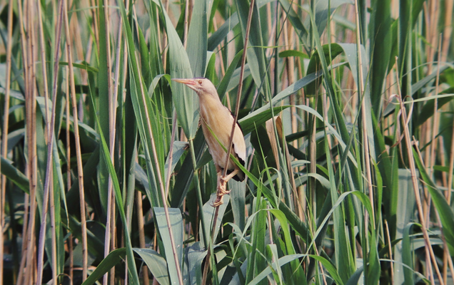Zwergdommel (Foto: Edmund Abel)