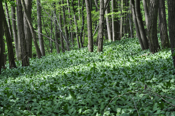 Weithin bekannt sind die großen Bärlauchvorkommen am Hetzleser Berg (Foto: Annelore Schneider)