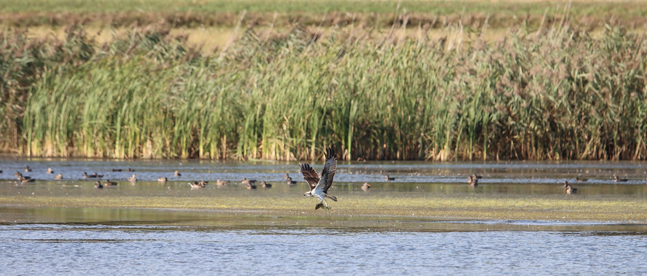   Fischadler (Foto: Edmund Abel)