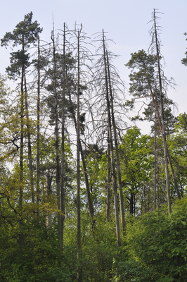 Unübersehbar verabschiedet sich die Fichte im Zuge des Klimawandels vom Hetzles, aber auch aus Franken insgesamt (Foto: Annelore Schneider)