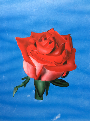 Red Rose / Cardboard 25x36cm