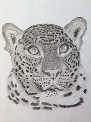 Leopard / Kohle A3