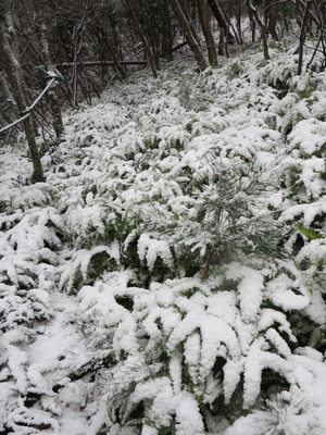 笹原は雪に覆われている