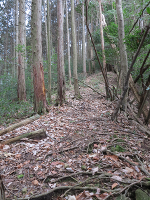 一登りで傾斜が緩くなる