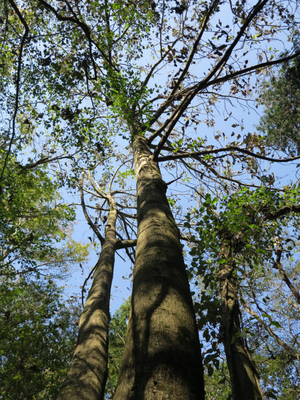 朴の大木