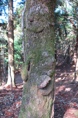 桧木の木肌