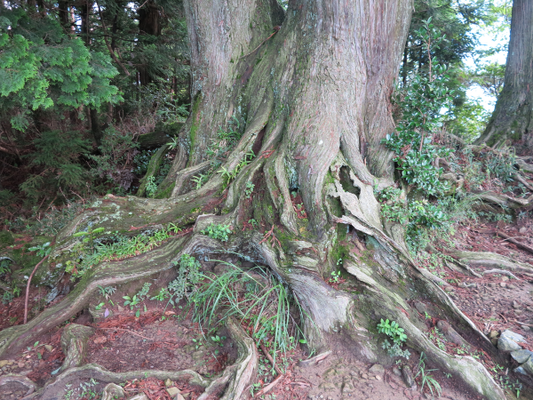 大きく張り出した玉体杉の根
