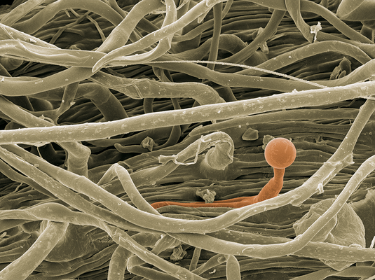 Be different – Salbei, Blattoberfläche, Foto: Halbritter Heidemarie, koloriert: Ulrich Silvia, 2018, 80x60 cm, Druck auf Alu - VERKAUFT