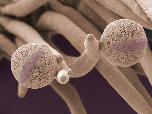 Pollen von Helmkraut  (Scutellaria, Lamiaceae) - Latexdruck auf Leinwand, 100x70 cm, 2011, REM-Aufnahme: H. Halbritter, Colorierung: S. Ulrich - VERKAUFT