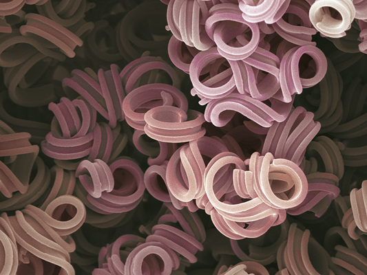 loops - Wachs - Druck auf Leinwand, 80x60 cm, 2012, REM-Aufnahme und Coloration: H. Halbritter - VERKAUFT
