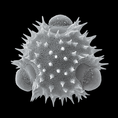 Pollen von Schwarzwurzel  (Scorzonera, Asteraceae) - Latexdruck auf Leinwand, 80x80 cm, 2011, REM-Aufnahme: H. Halbritter - VERKAUFT