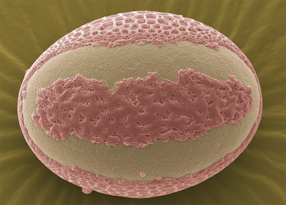 Sanft gebettet – Alcantarea santana-pirapama, Pollen, Foto: Halbritter Heidemarie, koloriert: Ulrich Silvia, 2018, 80x60 cm, Druck auf Alu