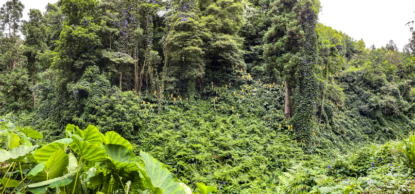 AZORES TRIP 7