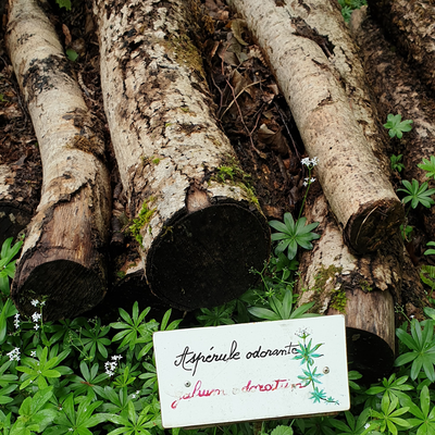 Une Aspérule odorante (Galium odoratum) nichée près de vieux troncs de hêtre; C'est ce qu'on appelle des plantes compagnes.