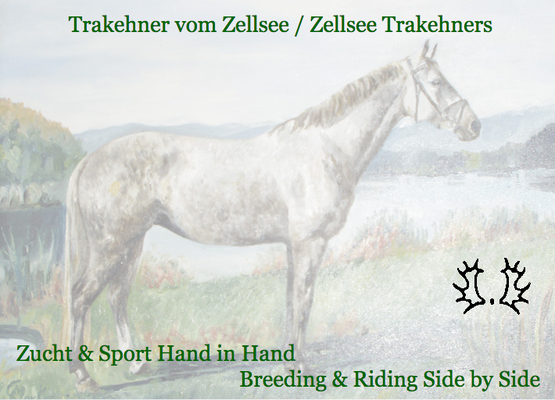 Trakehner vom Zellsee - Zucht und Sport Hand in Hand