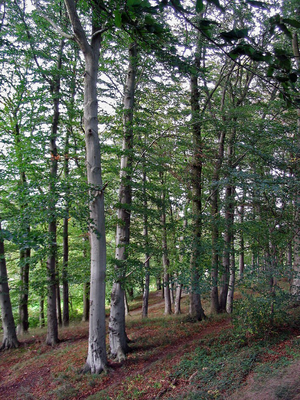 Bäume im Schlosspark: - NABU Senftenberg