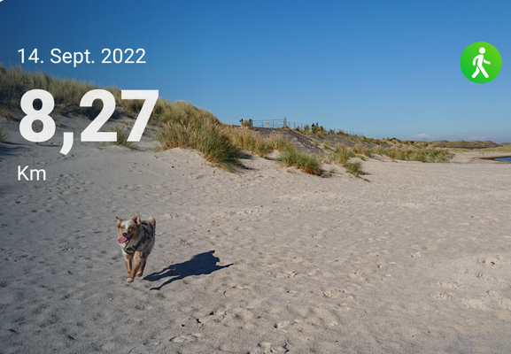 14.09.2022: Gracie - 8,27 km -von Hörnum am Strand Richtung Rantum / Sansibar 