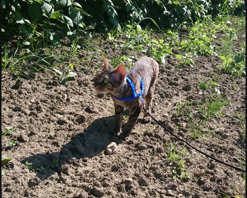 21.09.2024:  Kater Gizmo, (10 J) ist 7,23km gelaufen