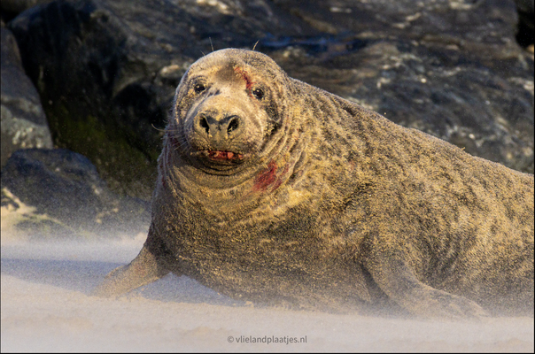 Zeehond, geen knuffelhond, dec 2023