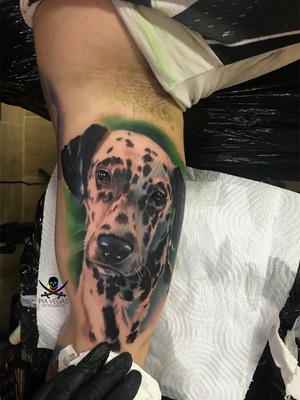 Dalmatiner dog portrait in Farbe