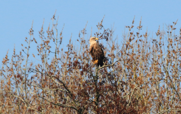 Seeadler