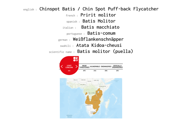 Names, conservation status adn distribution of Chinspot Batis