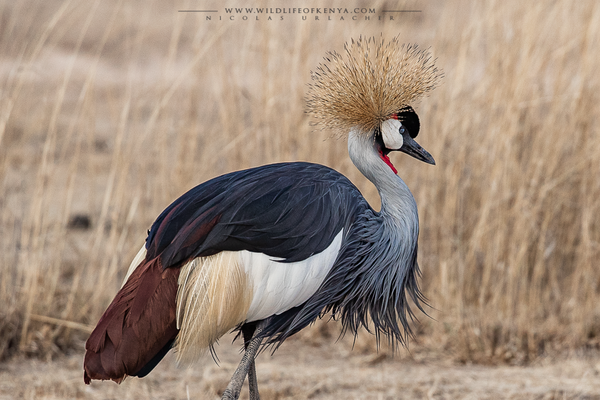 Amboseli National Park
