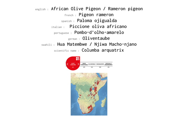 Names, conservation status and geographic range of the African olive Pigeon