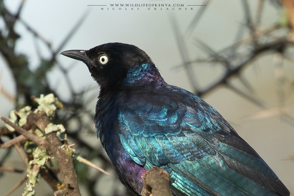 Nakuru National Park