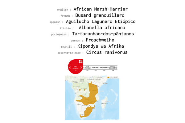 Names, conservation status and distribution of African Marsh Harrier