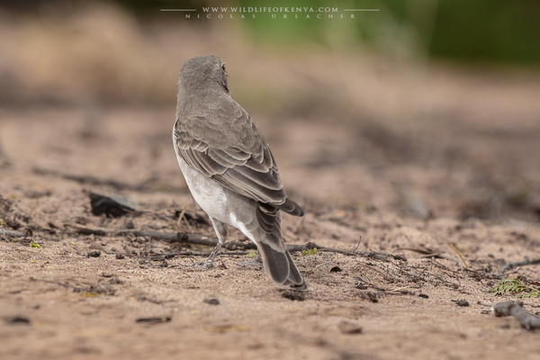 Samburu National Reserve