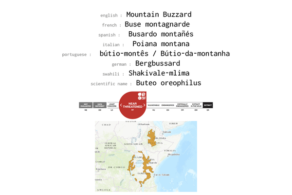 Names, conservation status and distribution of Moutain Buzzard
