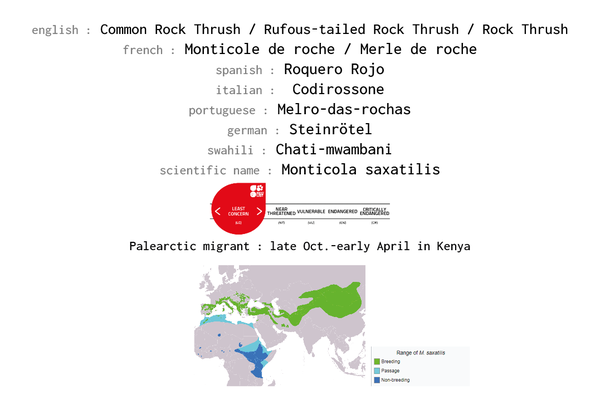Names, conservation status and distribution of Common Rock Thrush