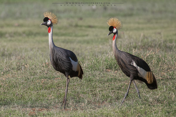 Amboseli National Park