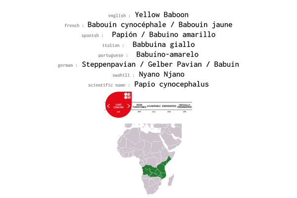 Names, conservation status and distribution of Yellow Baboon