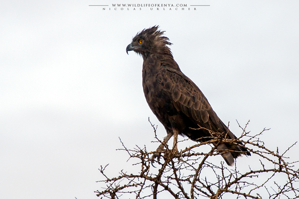 Samburu National Reserve