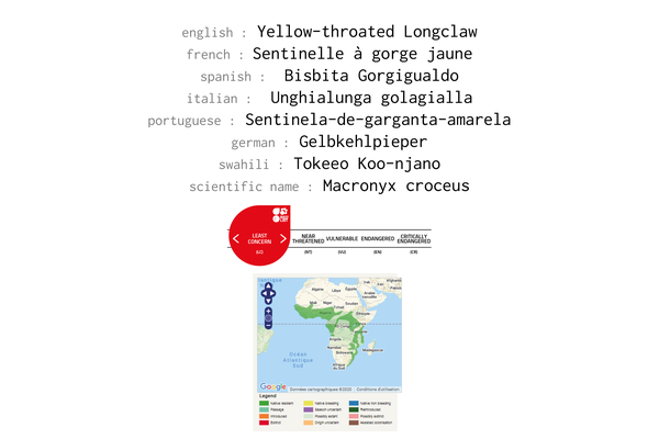 Names, conservation sstatus and distribution of Yellow-throated Longclaw