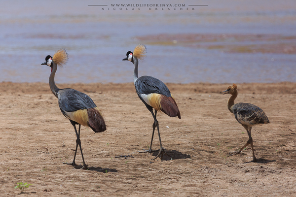 Samburu National Reserve