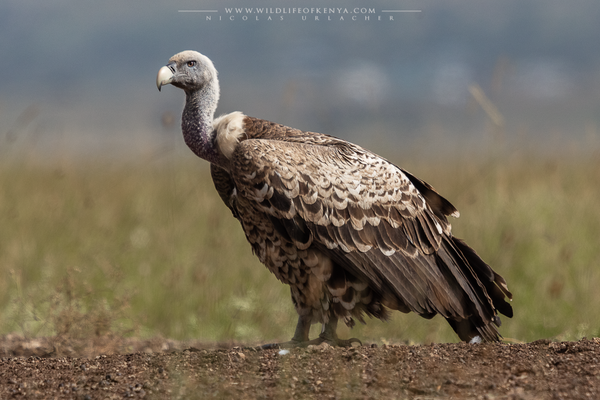 Nairobi National Park