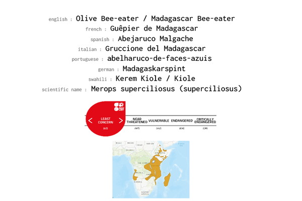 Names, conservation status and distribution of Olive Bee-eater