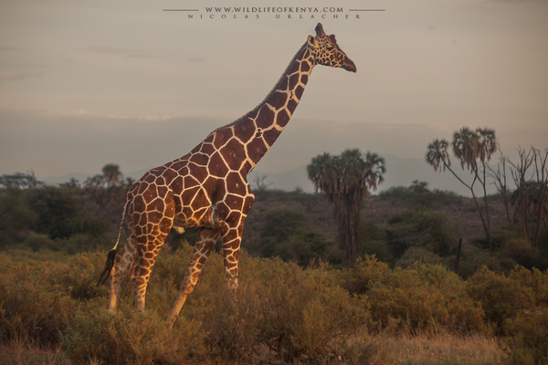 Samburu National Reserve