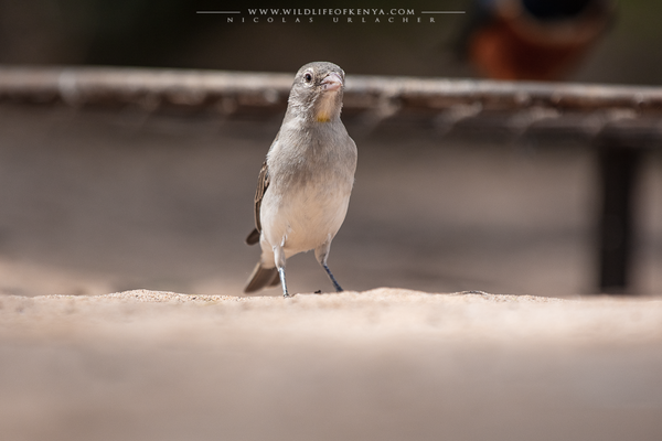 Samburu National Reserve