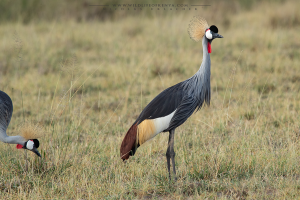 Amboseli National Park