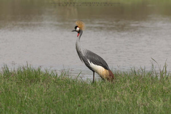 Ol Pejeta Conservancy