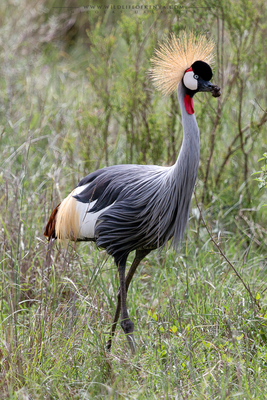 Nairobi National Park