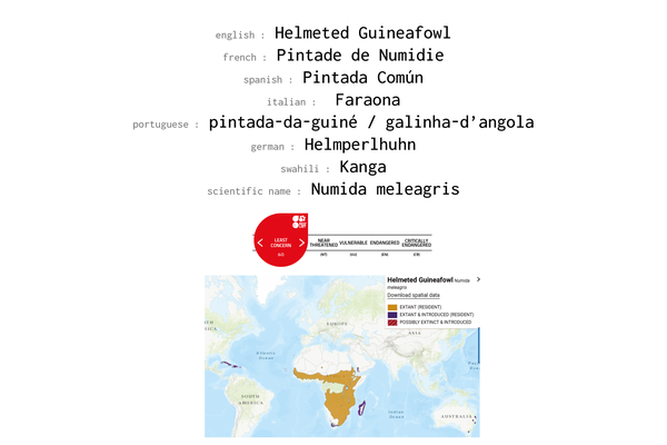 Names, conservation status and distribution of Helmeted Guineafowl