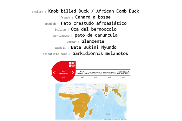 Names, conservation status and distribution of Knobb-billed Duck 