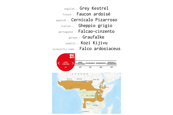Names, conservation status and distribution of Grey Kestrel