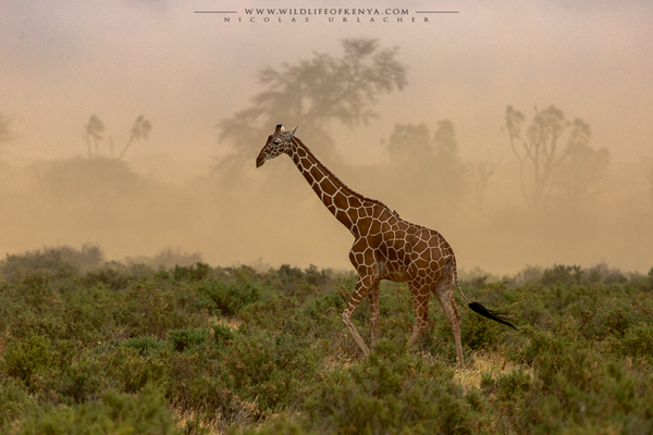 Samburu National Reserve